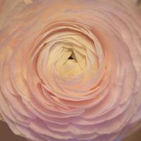 rosa Ranunkelblumen schließen mit einem unscharfen Hintergrund