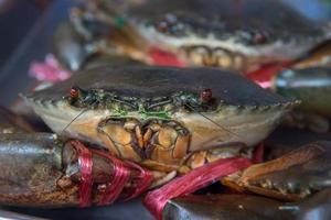 am Leben Krabben bereit zu Sein gekocht beim Markt foto