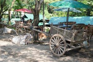 Kuh Wagen im Thailand foto