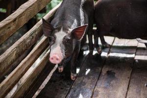 jung schmutzig Schweine im Schwein Bauernhof foto