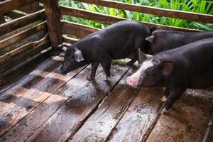 jung schmutzig Schweine im Schwein Bauernhof foto