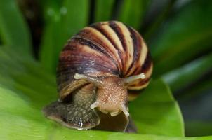 Schnecke im das Garten - - schließen oben foto