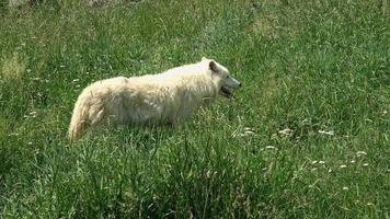 Polarwolf Canis Lupus Arctos foto