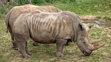 südliches Breitmaulnashorn Ceratotherium simum simum. vom Aussterben bedrohte Tierarten. foto