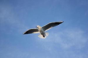 Möwe fliegt in der Luft foto