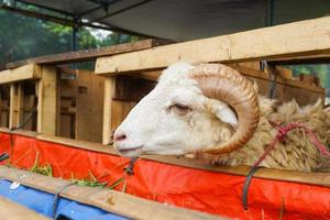 Ziege oder Lamm kambing Qurban im Tier Märkte zu bereiten Opfer auf eid al Adha, idul Adha, idul Qurban. foto