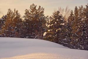 Winterwald an einem frostigen sonnigen Tag foto