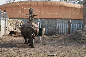 indisch Nashorn im Zoo foto