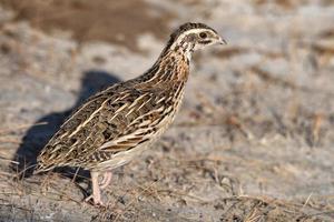 verbreitet Wachtel oder coturnix coturnix oder europäisch Wachtel beobachtete im rann von kutch foto