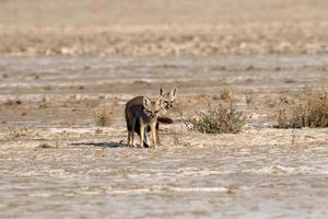 Paarung Paar von Bengalen Fuchs ebenfalls bekannt wie das indisch Fuchs im größer rann von kutch foto