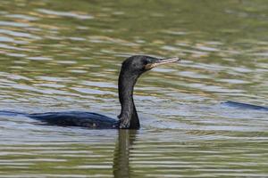 indisch Kormoran oder indisch Shag beobachtete im größer rann von kutch foto