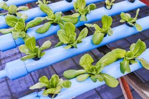 Hydrokultur Gemüse wachsend im das Kindergarten foto