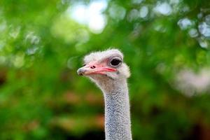 verbreitet Strauß Vogel Kopf oben Aussicht Nahansicht mit Natur Hintergrund. foto