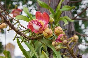 Kanonenkugel Baum Blumen foto