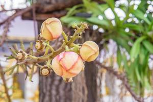 Kanonenkugel Baum Blumen foto