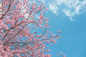 Rosa Sakura beim Thailand foto