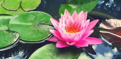 schön Rosa Lotus Blühen mit Grün Blätter auf Wasser beim Garten Park mit Kopieren Raum. Schönheit von Natur und Sanft Blume Konzept. Wasser Lilly im Jahrgang Ton. foto