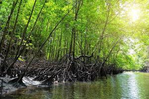 Mangrove Bäume entlang das Türkis Grün Wasser foto