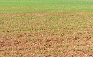 landwirtschaftlich Feld gesät im Frühling mit Grün Töne foto