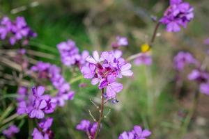 violett Blumen mit Bokeh bewirken im Grün Wald foto