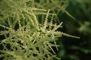 Garten Pflanze mit winzig Weiß Blumen foto