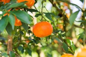 frisch Orange auf das Baum foto