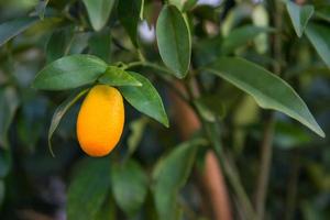 klein Orange auf das Baum foto