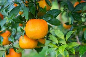frisch Orange auf das Baum foto