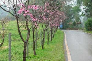 Sakura Rosa Blume, Thailand foto