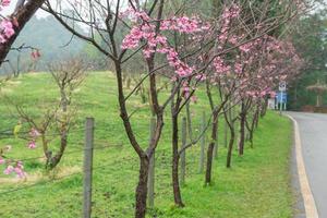 Sakura Rosa Blume, Thailand foto