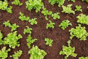 Grün Eiche Blatt Grüner Salat foto