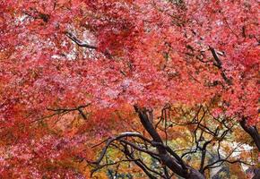 roter Ahornbaum foto