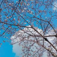 Sakura Kirsche blühen Geäst gegen Blau Himmel im Japan foto