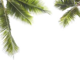 Kokosnussblattrahmen lokalisiert auf weißem Hintergrund foto