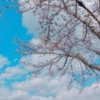 Sakura Kirsche blühen Geäst gegen Blau Himmel im Japan foto