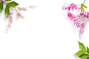 Rahmen von rosa Blumen mit grünen Blättern lokalisiert auf weißem Hintergrund foto