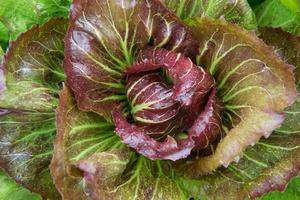 Butterkopf Grüner Salat Nahansicht foto