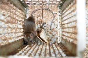 Nagetier in einem Mausefallenkäfig gefangen foto