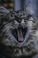 Porträt einer gähnenden Katze foto
