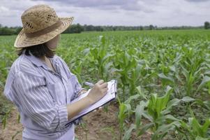 weiblich Farmer Arbeiten beim Mais Bauernhof, sammeln Daten auf das Wachstum von Mais Pflanzen foto