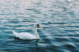 Schwan auf einem Teich foto