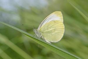 Schmetterling Sitzung auf Klinge im Grün Gras foto