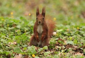 Eichhörnchen Sitzung im Grün Gras foto