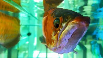 schließen oben von Arowana Fisch im das Fisch Panzer Grün Wasser Aquarium. foto