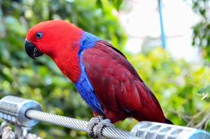 schöne Vogelnahaufnahme foto