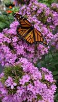 Monarch Schmetterling Foto