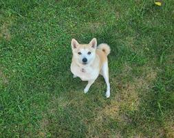 Shiba Hund 3 foto