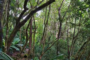 Kopolie Pfad, üppig Vegetation mahe Seychellen foto