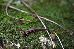 Kopolie Pfad, Seychellen skink Eidechse auf Moose, mahe Seychellen foto