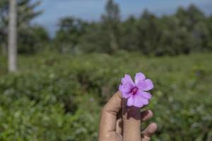 schließen oben Foto Mann halt Rosa Blume mit Garten Hintergrund und Blau Himmel. das Foto ist geeignet zu verwenden zum Umgebung Hintergrund, Natur Poster und Natur Inhalt Medien.